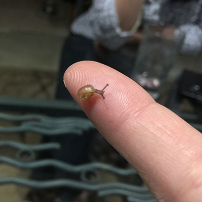 Baby Snail