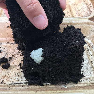Egg Cluster