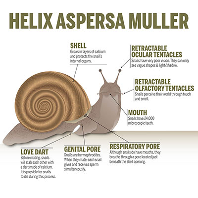 Snail Infographic