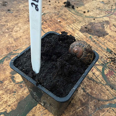 Laying Snail