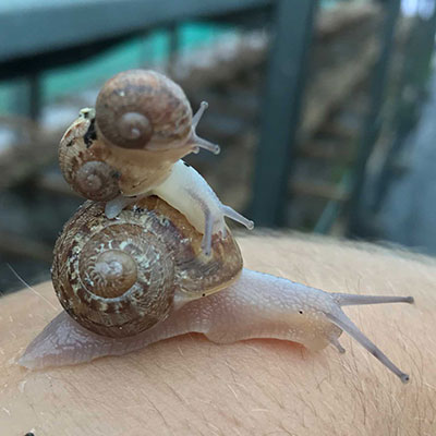 Snail Trio