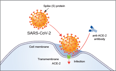 how corona infects cells