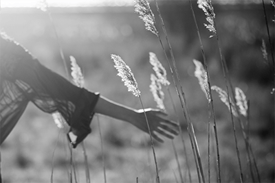 woman's hand running through wheat in field