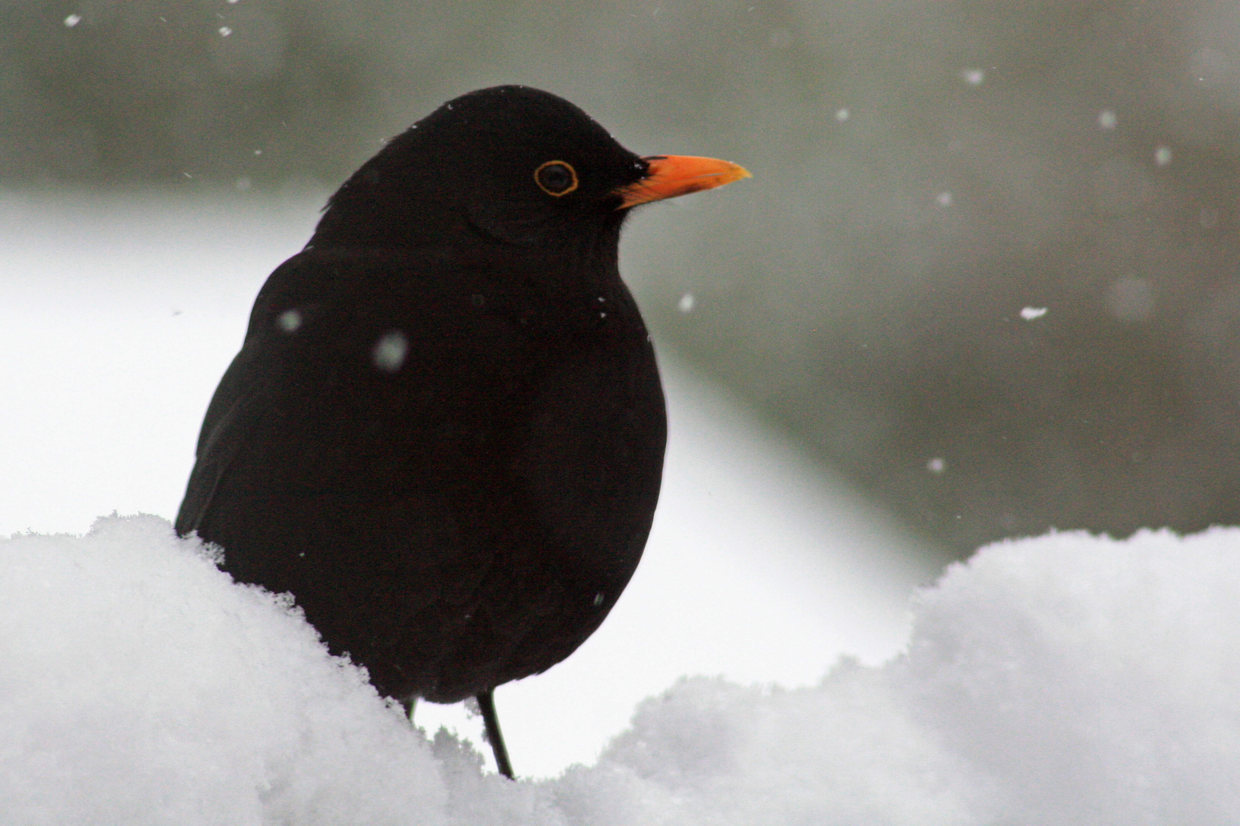 snowy