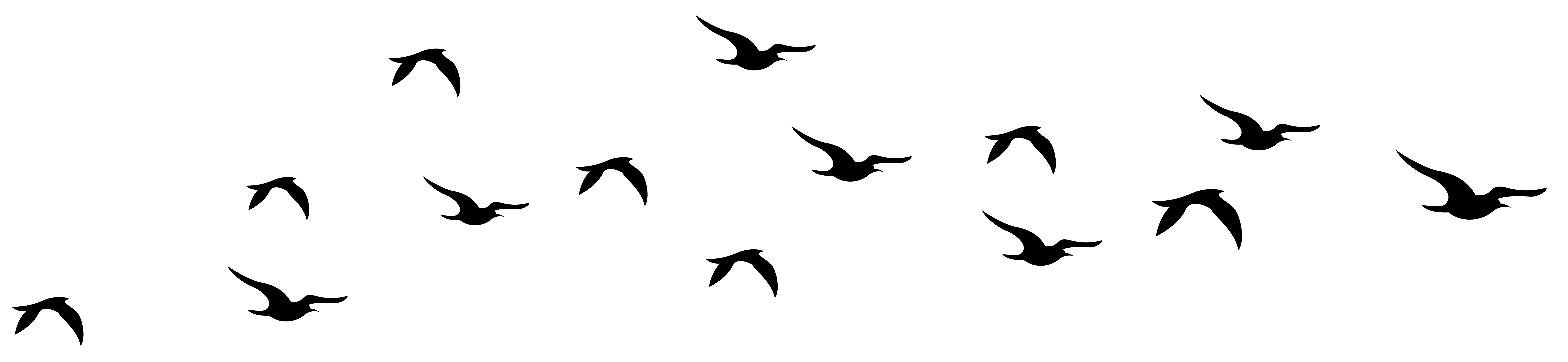 backgroundbird