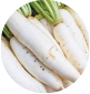 Daikon Radish
